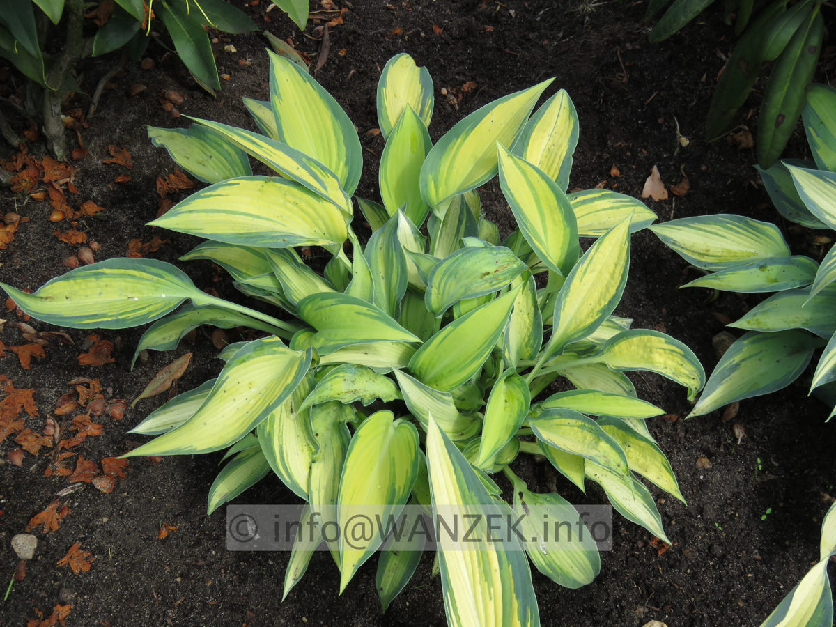 Hosta tardiana June 03.JPG